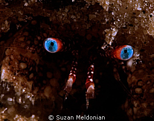 I have eyes for you! by Suzan Meldonian 